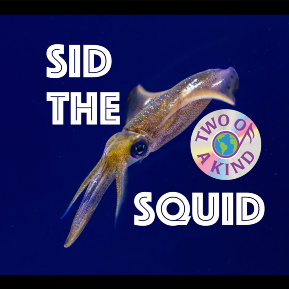 Sid The Squid